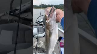 Striped Bass EPIC WIDE OPEN BITE #yakventures #stripedbass