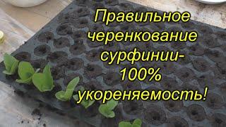 Черенкование ампельной сурфинии - мастер класс от Татьяны Викторовны!