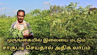 முருங்கை இலை சாகுபடி பற்றி யாரும் சொல்லாத தகவல்கள் || moringa leaves cultivation || uzhavan magan