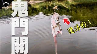 不演了！最真實的打虎實況！#鵝大人 #路亞 #魚虎