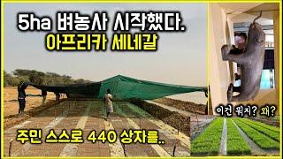 5ha 벼농사, 아프리카 사하라사막에서 시작했다. / 한국형 이앙재배 방식으로..#thailand#코코넛끌개박물관