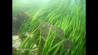 Seagrass Resilience & Restoration: Smithsonian Bay Optimism Lecture Series