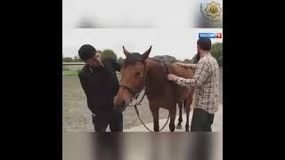 «Мажор» из Ингушетии прославилась на всю Россию ))