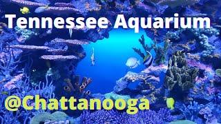 Chattanooga Aquarium Walkthrough