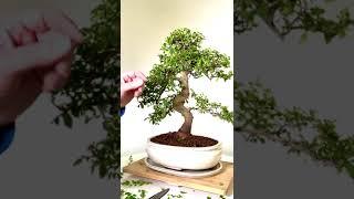 Phenomenal 28 year Extra-Large Statement Indoor Specimen Chinese Elm Bonsai - Outstanding!