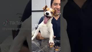 Perritos graciosos de TikTok