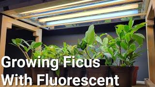 Growing Ficus Plants Indoors With Fluorescent Light. Minimal setup