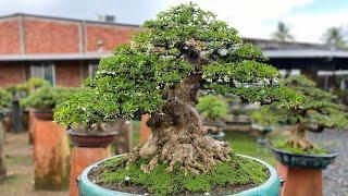 Đôi bonsai mai chiếu thủy nu da đen lá lớn hàng khủng cực vip quá chất lượng .#0975282803