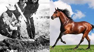 Snippy the Horse and Other Cattle Mutilations