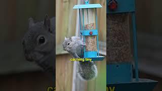 Squirrels Arrested for Spying!  #animals #wildlife#facts #amazinganimals