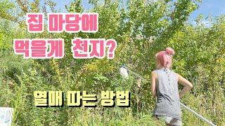 집 마당에 열매 따는 방법 | 도시녀의 귀촌 VLOG