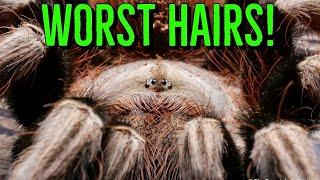 Top 10 Tarantulas w/ the WORST Urticating Hairs!