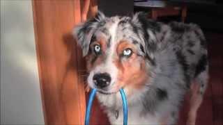 100tricks100days # 32 day Bring me your leash from the cupboard / Hozd ide a pórázod