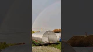 Красота природы...Дождь, радуга, тюльпаны...