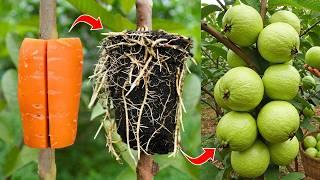 What If You Could Grow PERFECT Guavas Trees This Summer?