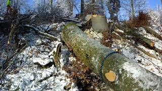 Ťažba buka 9m³ skidder Orvex LT 100 Working in forest 