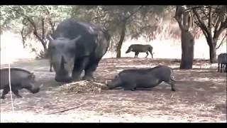 RHINO KILLS WARTHOG IN ONE SECOND!