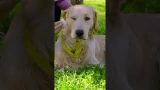 #shorts pet, My  dog