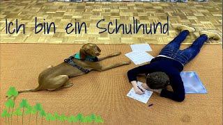 Ich bin Masha - der Schulhund (Therapiehund) der Hilda-Heinemann-Schule