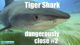 Dive Bahamas #14 - Tiger Shark dangerous close 2 - Hans-Peter Endler