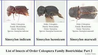 List of Insects of Order Coleoptera Family Bostrichidae Part 2 sinoxylon trogoxylon xylopsocus