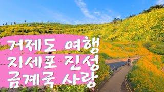 감성여행 거제시 지세포 진성 라벤더 금계국 향연
