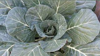 Growing Collard Greens (From seed to harvest)!