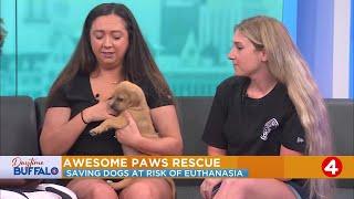 Daytime Buffalo: Awesome Paws Rescue brings in adorable puppy for adoption!