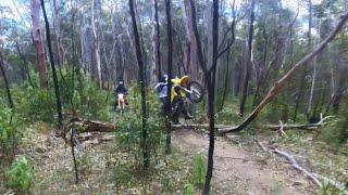 Pokolbin state forest single trail