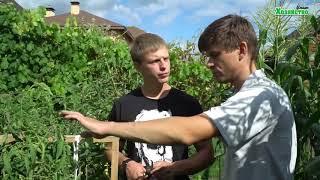 Как получить сладкие и мясистые томаты?