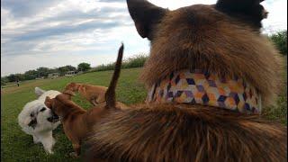 Pit Bull PROTECTS Belgian Malinois From Great Pyrenees At The Dog Park