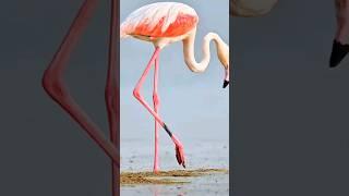 Flamingo legs are very delicate #shorts #shortsvideo #flamingo