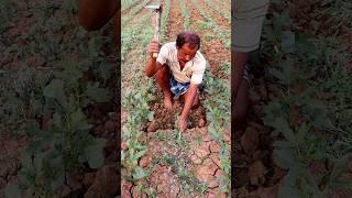 Keep Field Weed Free (Okra) #shorts