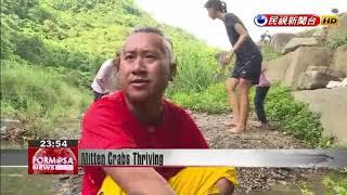 A decade after Morakot, mitten crabs make comeback in Taitung