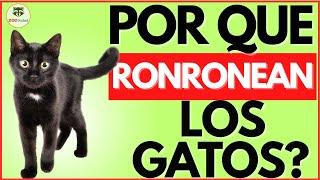 SABES el por que RONRONEAN TUS GATOS ?