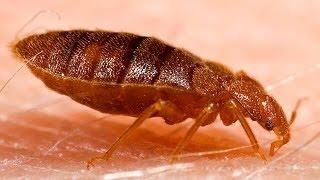 How to Look for Bed Bugs