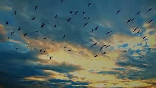 Sky Background Video // Birds Sky Video //Colourful Sky Video #template #skyvideobackground