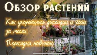 ОБЗОР РАСТЕНИЙ на полке | Как УКОРЕНИЛИСЬ дисхидии и ХОЙИ | ПЕРЕСАДКА растений для НОВОГО стеллажа