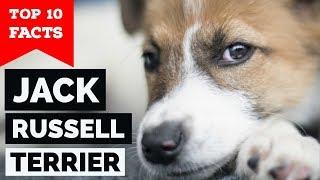 Jack Russell Terrier – Top 10 Facts (The Hollywood Dog)