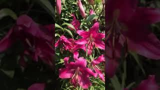 Tower lilies
