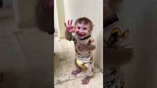 Baby monkey so cute cute cute ️️️