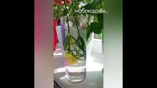 Циперус размножение