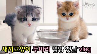 새끼고양이 입양 첫날 브이로그 (vlog), 집사와 새끼고양이 두마리의 첫 만남