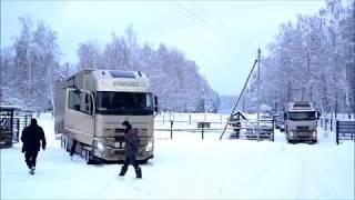 В Окский заповедник привезли 17 зубров из Швеции