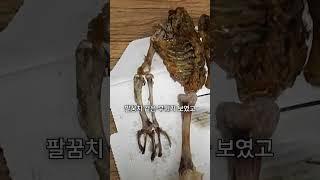 한국에서 파는 치킨은 개고기다