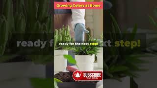 DIY Growing Celery at Home So Easy!