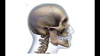 Skeletal System Part-1 |  Science - Grade 5