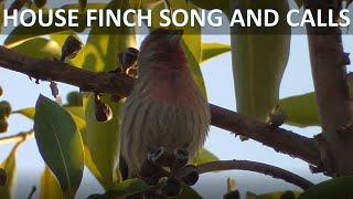 House Finch Sounds and Calls, Singing in a Tree, Coto de Caza