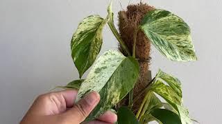 Beautiful VARIEGATED Marble Queen Pothos