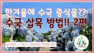 겨울철 수국 삽목 수국 증식!! (2편) 추운 겨울에도 가능한 수국 삽목 방법 전격공개!!